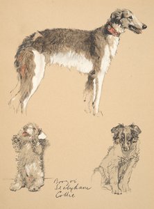 Borzoi, Sealyham and Collie, Illustrations from His Sketch Book Used for 